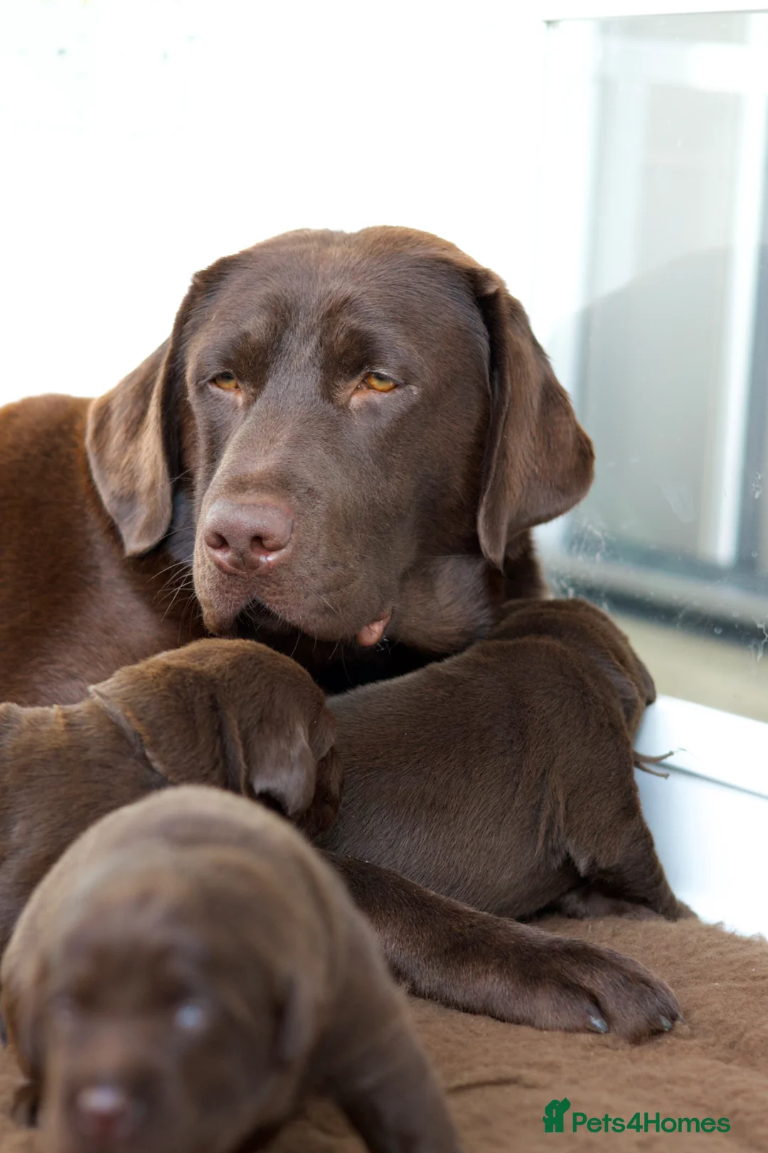 Labrador Retriever dogs for sale: PREMIUM SHOW LINES ENGLISH LABRADOR PUPPIES  - Advert 11