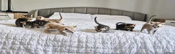 Bengal cats for sale: Only 1 Remaining! TICA Health Tested Kittens - Advert 15