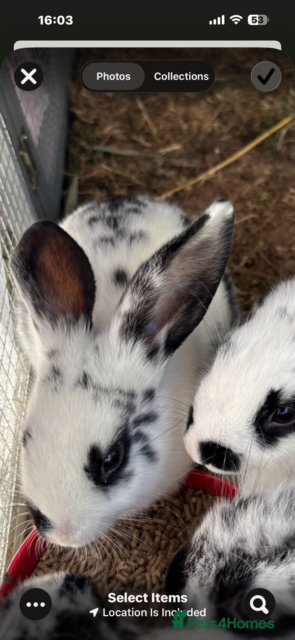 Mini Lop rabbits Baby mini lop rabbits - Advert 22