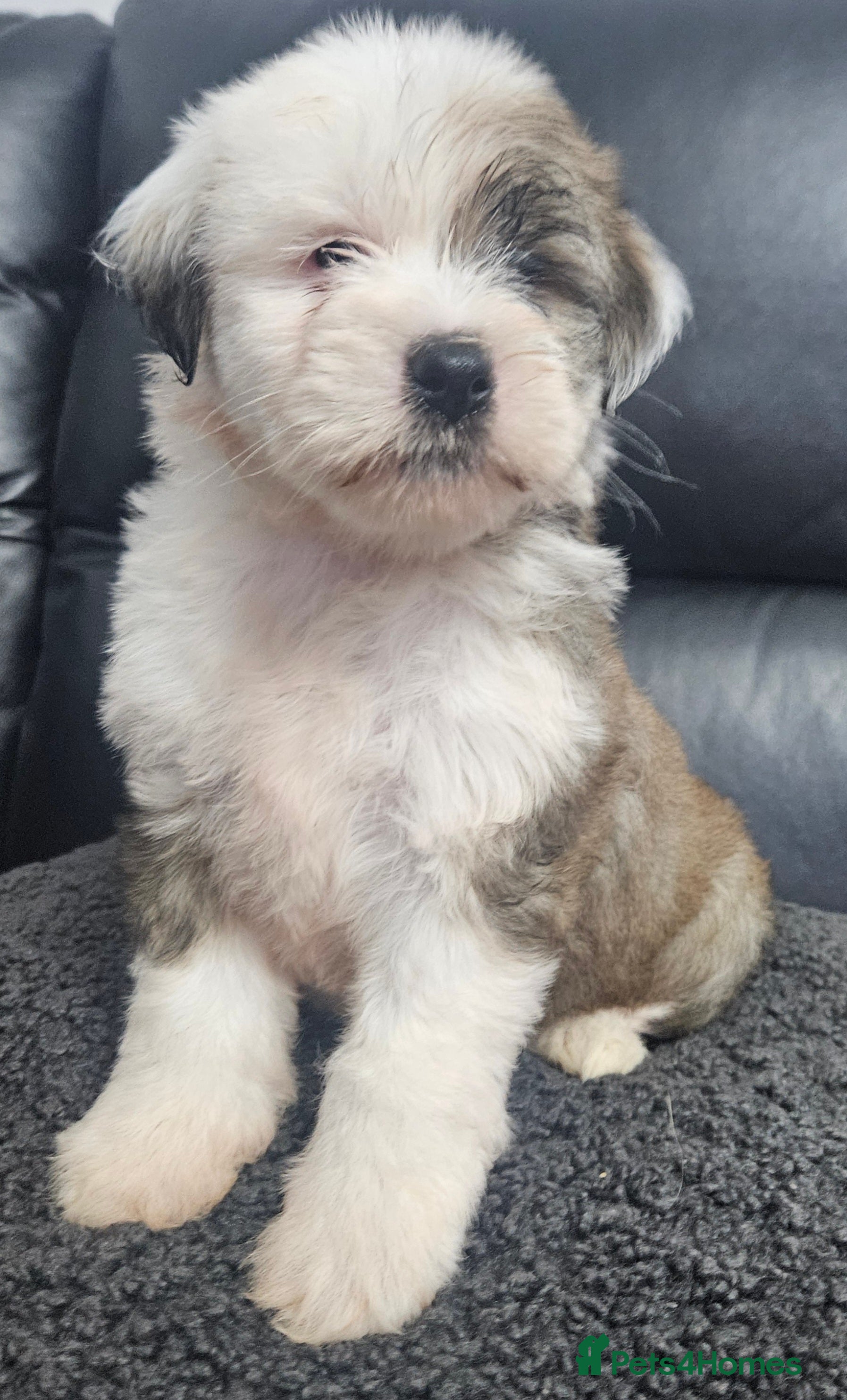 Tibetan Terrier dogs STUNNING TIBETAN TERRIER GIRL - Advert 5
