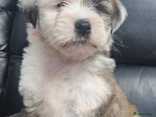 Tibetan Terrier dogs STUNNING TIBETAN TERRIER GIRL - Advert 1