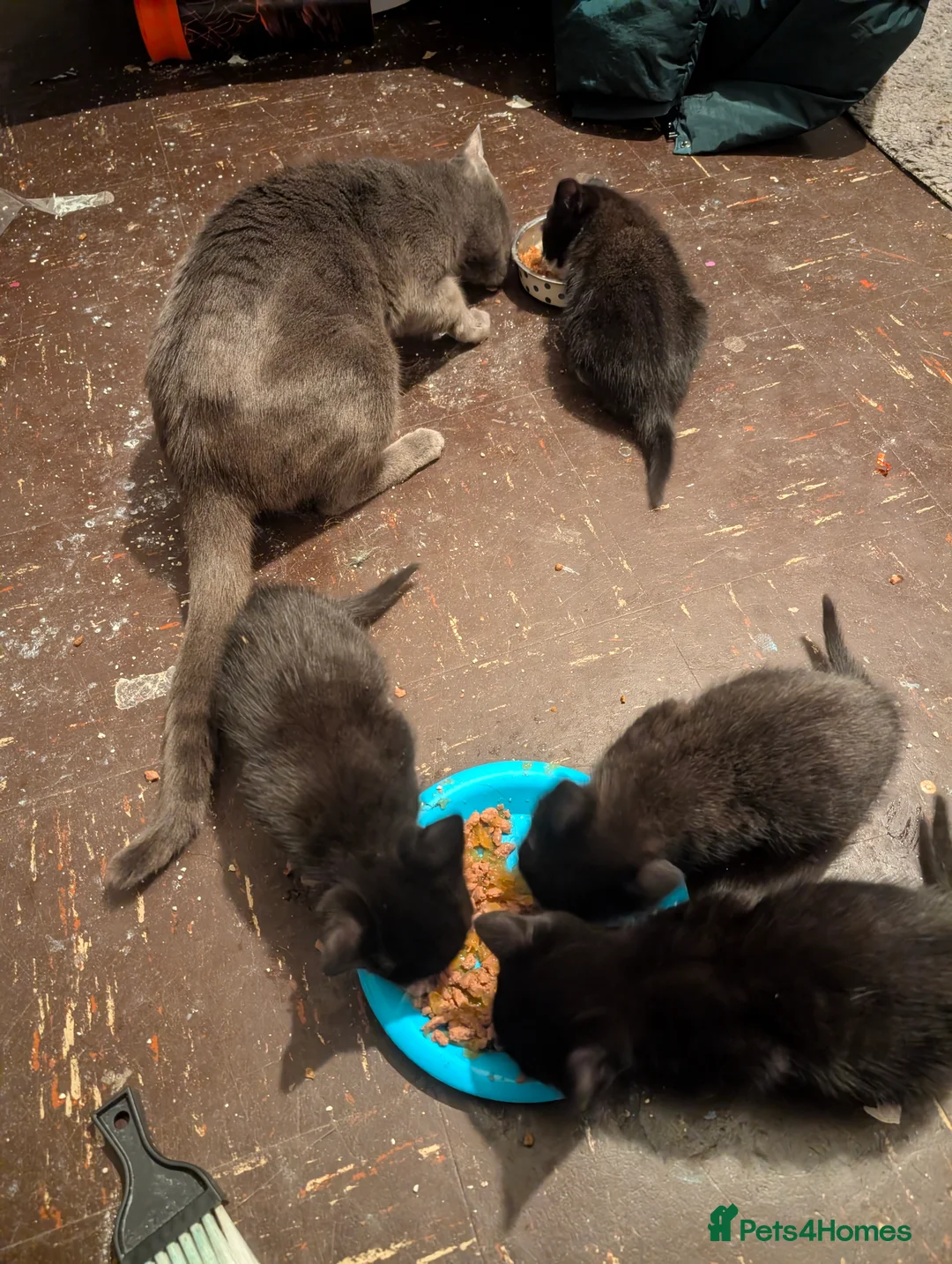 Mixed Breed cats for sale: Two tuxedo and two all black cats - Advert 1