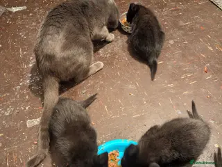 Mixed Breed cats Two tuxedo and two all black cats - Advert 1