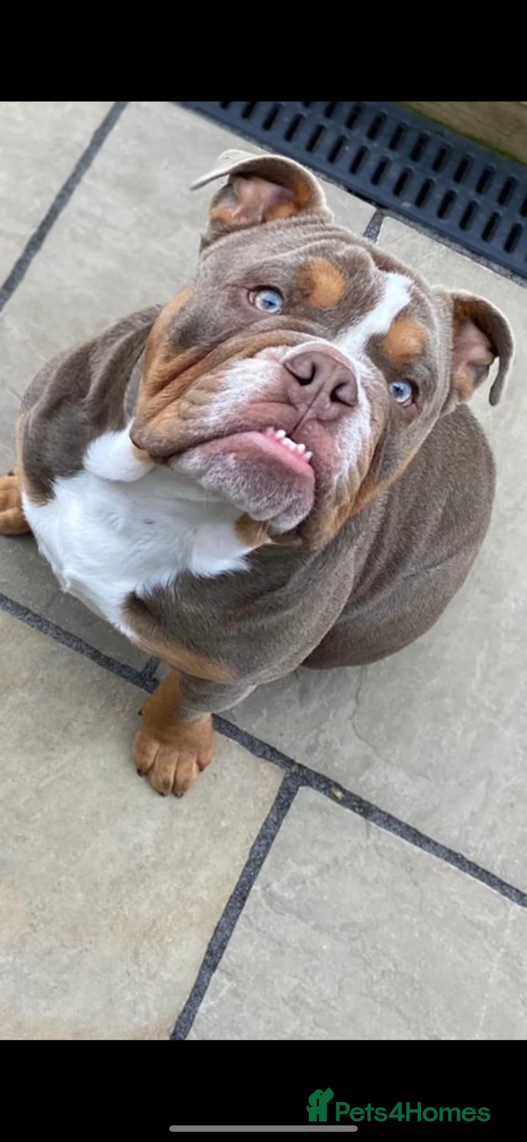 English Bulldog dogs for stud: FOR STUD - PROVEN - SON OF GOLDEN CHILD in Sheerness - Advert 9