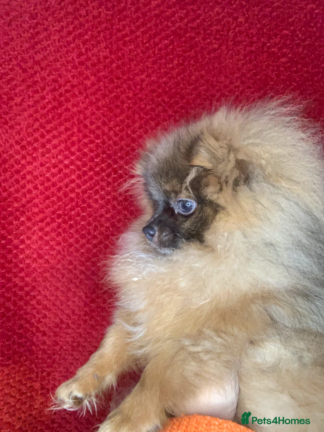 Pomeranian dogs for sale: Tiny Female Pomeranian (Family home only ) - Advert 2
