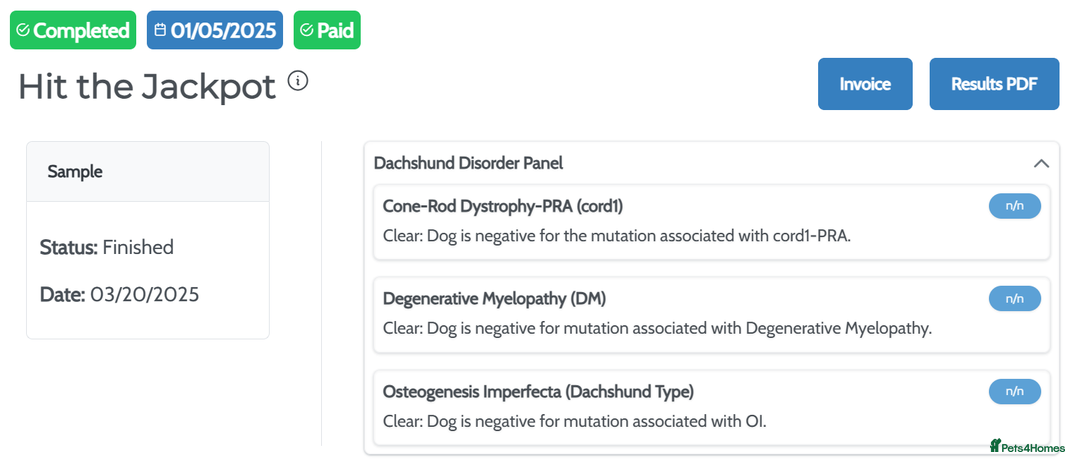 Miniature Dachshund dogs for stud: KC Reg Long Haired Choc Dapple Miniature Dachshund in Gunnislake - Advert 14