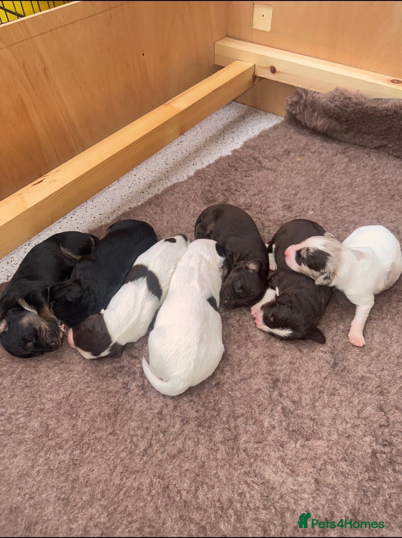 Mixed Breed dogs Cocker cross Collie puppies - Advert 1