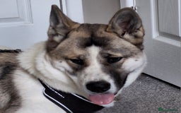 Akita dogs for sale: Loving Akita Purebred Girl - Image 6