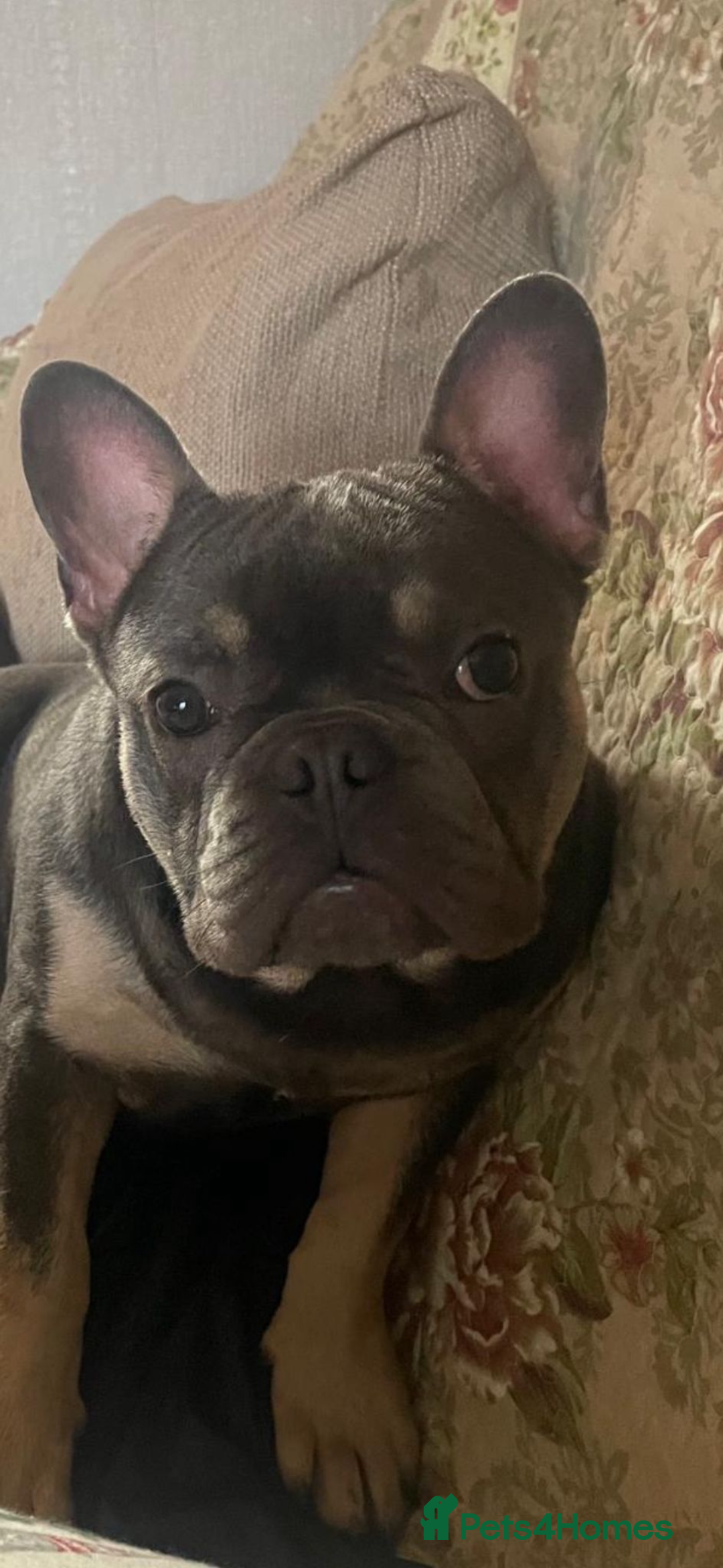 French Bulldog dogs for sale: Male French bulldog - Advert 1