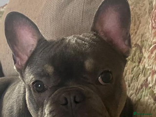 French Bulldog dogs Male French bulldog - Advert 2