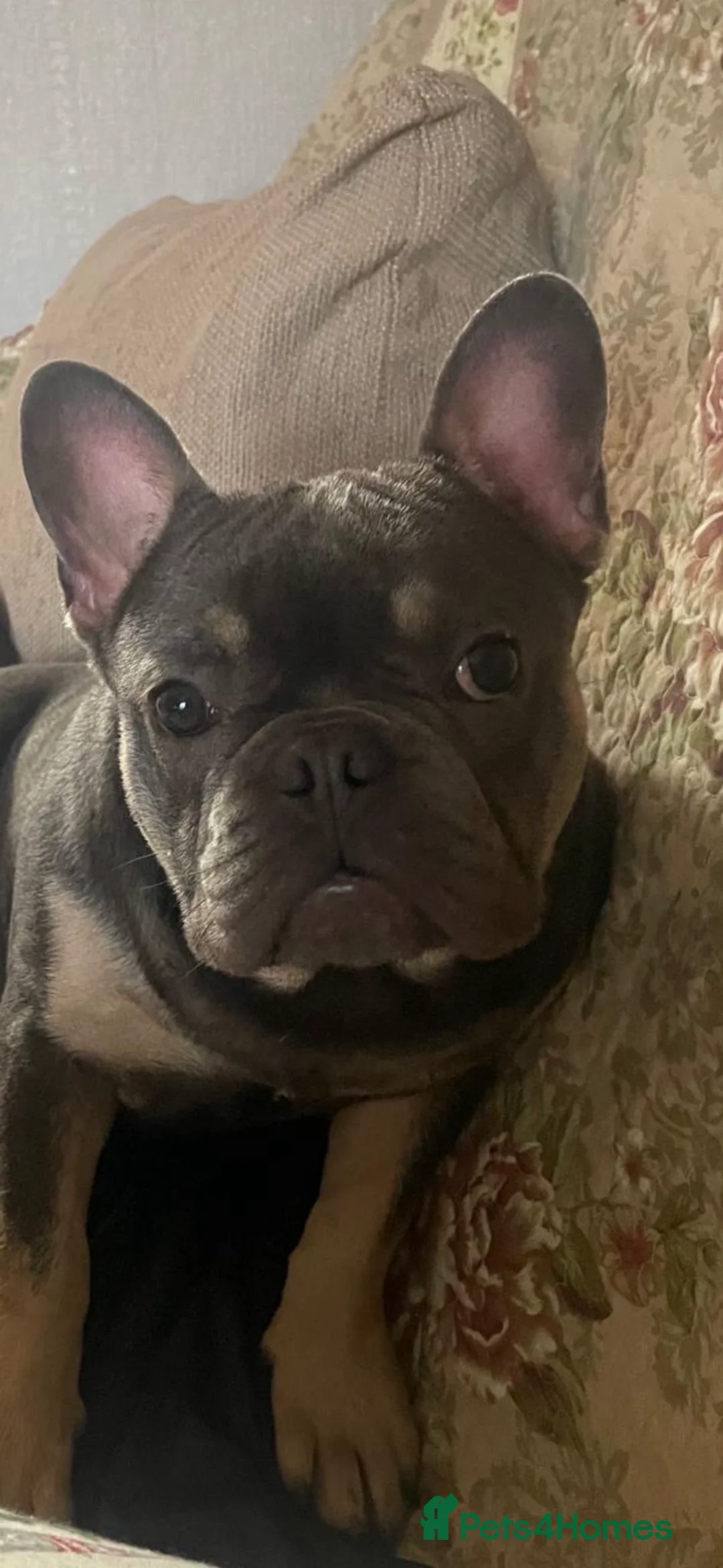 French Bulldog dogs for sale: Male French bulldog - Advert 1