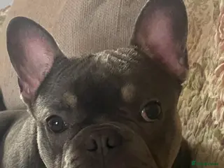 French Bulldog dogs Male French bulldog - Advert 3