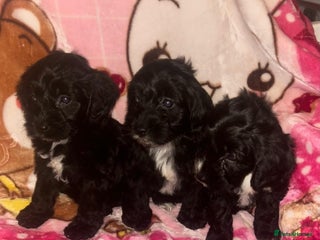 Cockapoo dogs 3 cockerpoo puppies - Advert 1