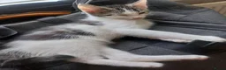Mixed Breed cats for sale: Beautiful kittens for sale  - Advert 3