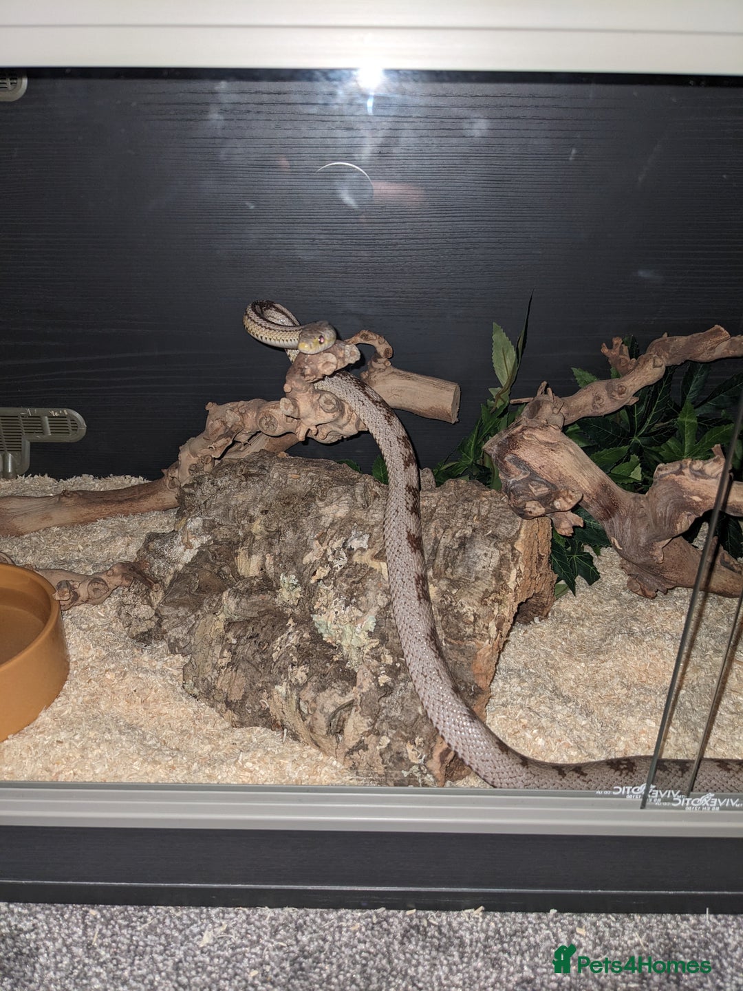 Corn Snake reptiles for sale: Adult Female Corn Snake For Sale - Image 7
