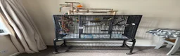 Conures birds for sale: Violet blue yellowsided conure - Advert 3