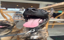 Belgian Shepherd Dog dogs for sale: Obedience Trained Belgian dutch malinios - Image 3