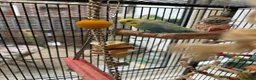 Budgerigars birds for sale: Male Rainbow Budgie with large cage and stand - Advert 2