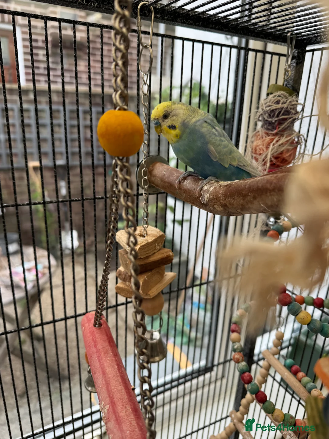 Budgerigars birds for sale: Male Rainbow Budgie with large cage and stand - Advert 2