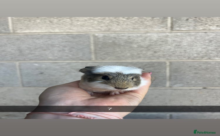 Guinea Pig rodents - Advert 5