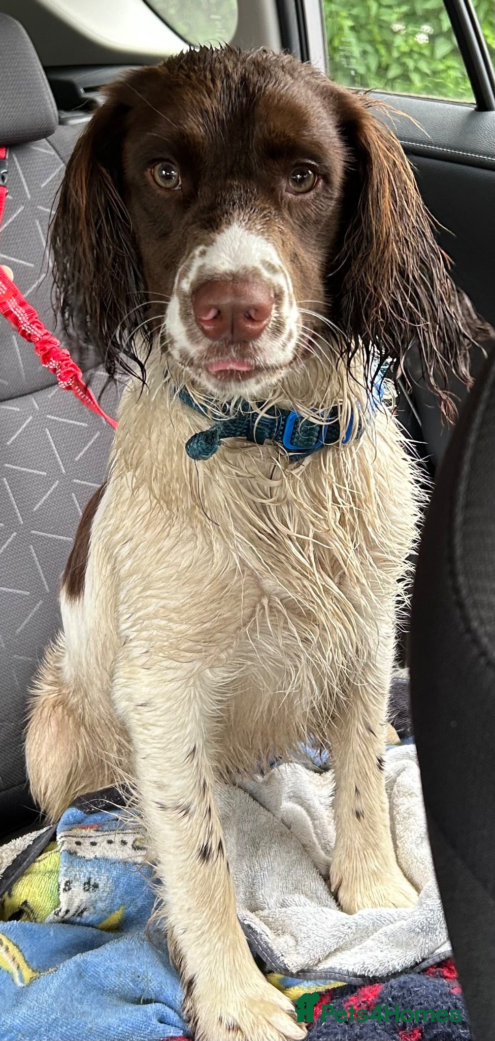 English Springer Spaniel dogs Genuine reason for sale Male ESS  - Advert 2