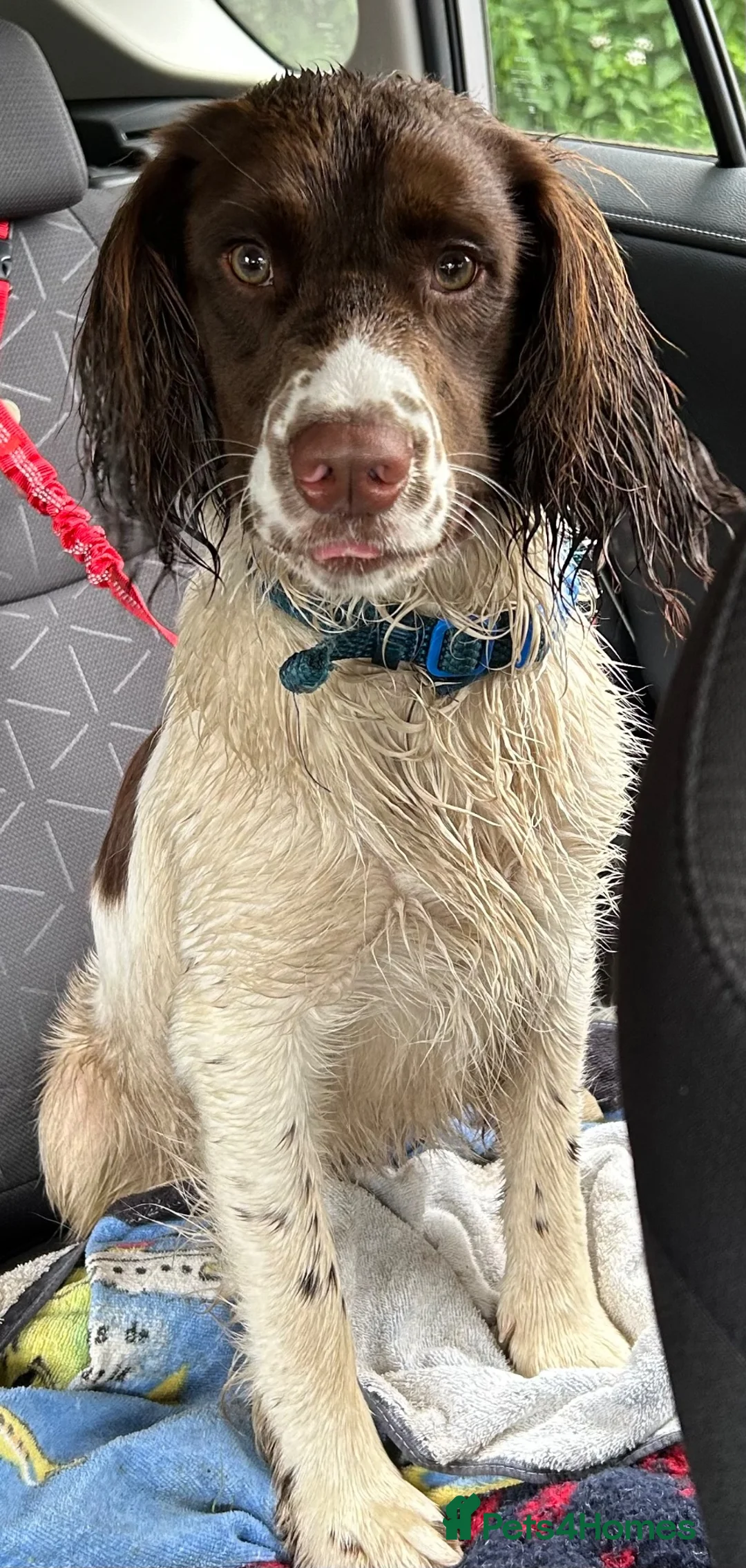 English Springer Spaniel dogs for sale: Genuine reason for sale Male ESS  in Wolverhampton - Advert 1