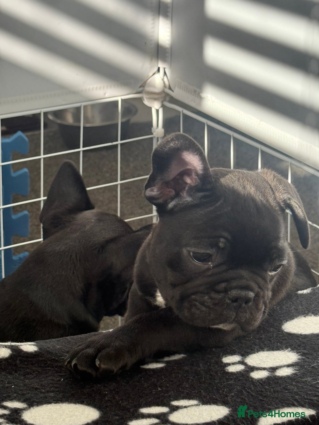 French Bulldog dogs for sale:  Adorable Frenchies Puppies Ready for them home - Image 11