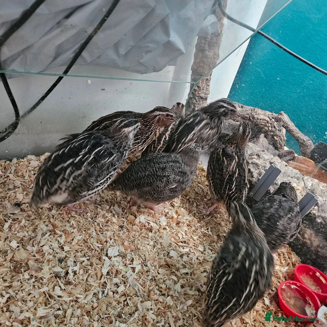 Quail poultry for sale: Male cortunix quail  - Advert 1