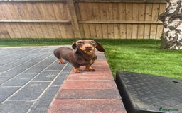 Miniature Dachshund dogs for stud: Chocolate and tan miniature dachshund for stud - Image 11