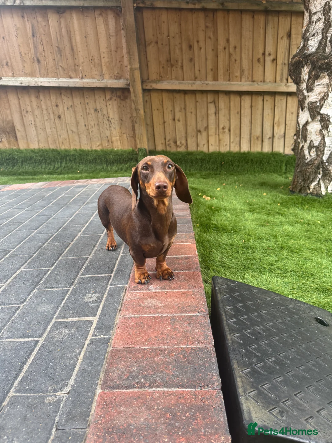 Miniature Dachshund dogs for stud: Chocolate and tan miniature dachshund for stud - Advert 13
