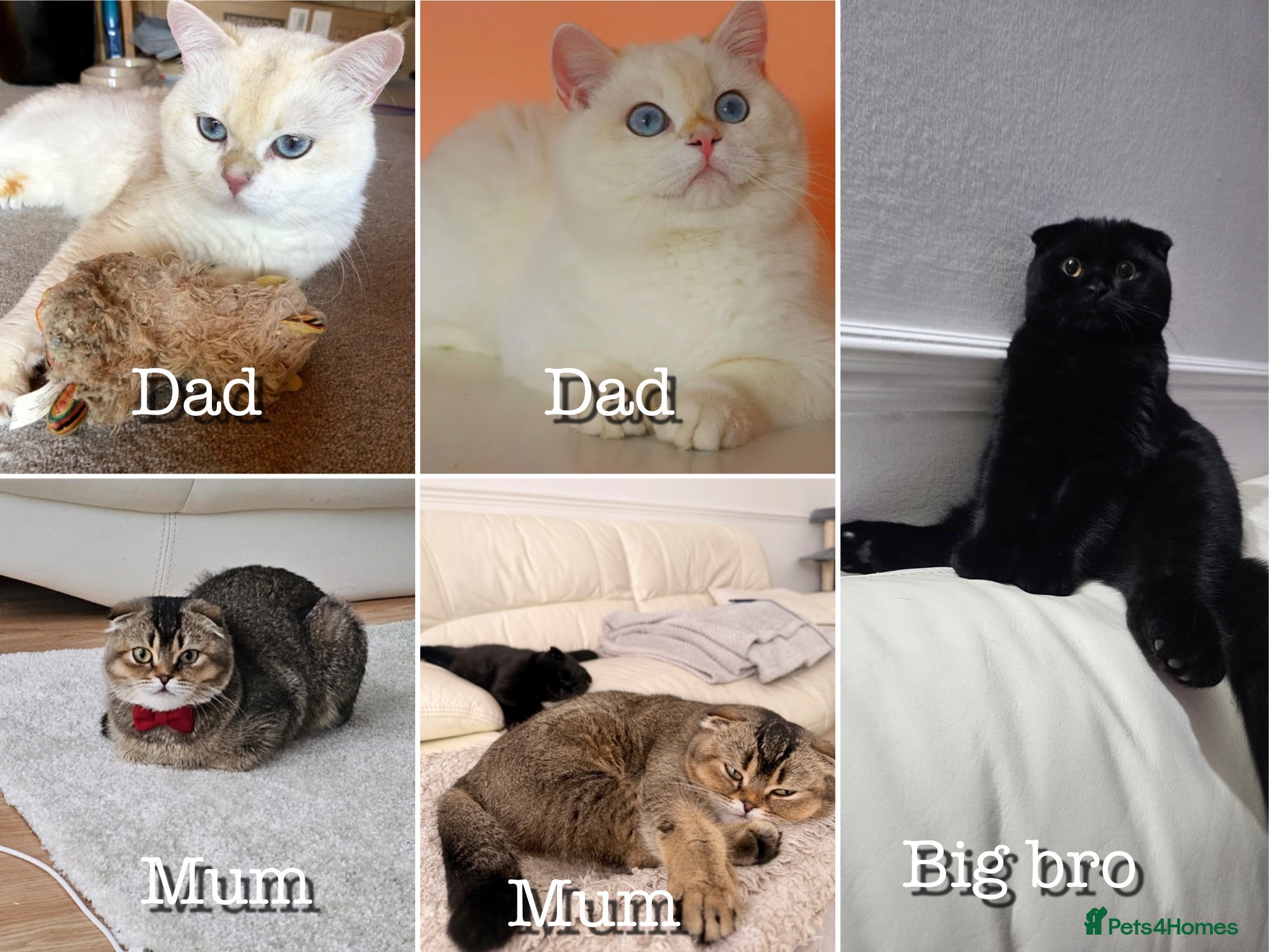 Scottish Fold cats Rare Golden Scottish fold Kittens  - Advert 2