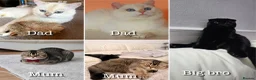 Scottish Fold cats for sale: Rare Golden Scottish fold Kittens  in Uxbridge - Advert 3