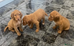 Cocker Spaniel dogs for sale: Cocker spaniel puppies - Image 4