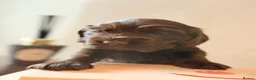 Cocker Spaniel dogs for sale: Show type cocker spaniels  - Advert 10