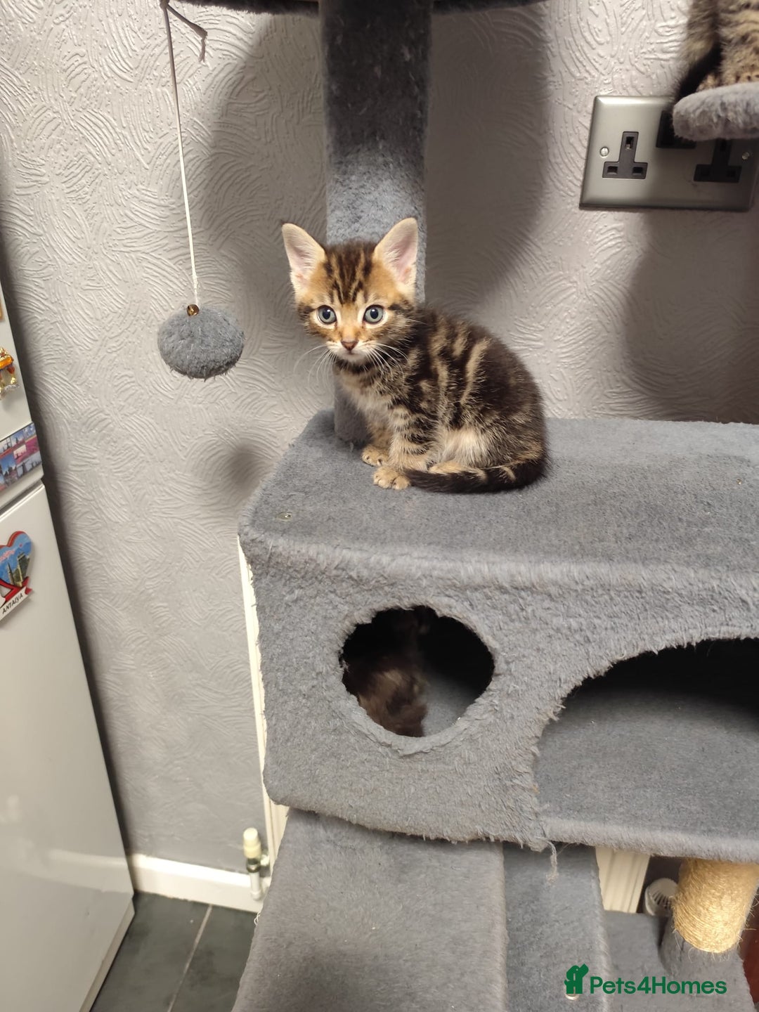 Mixed Breed cats for sale: Beautiful kittens ready for new home - Image 9