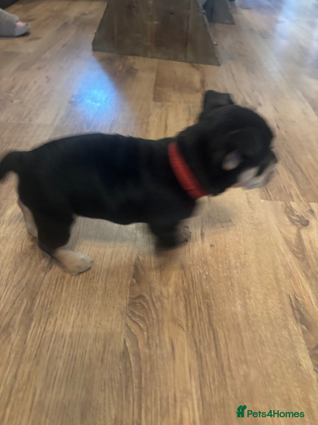 Mixed Breed dogs for sale: Beautiful puppies - Advert 30