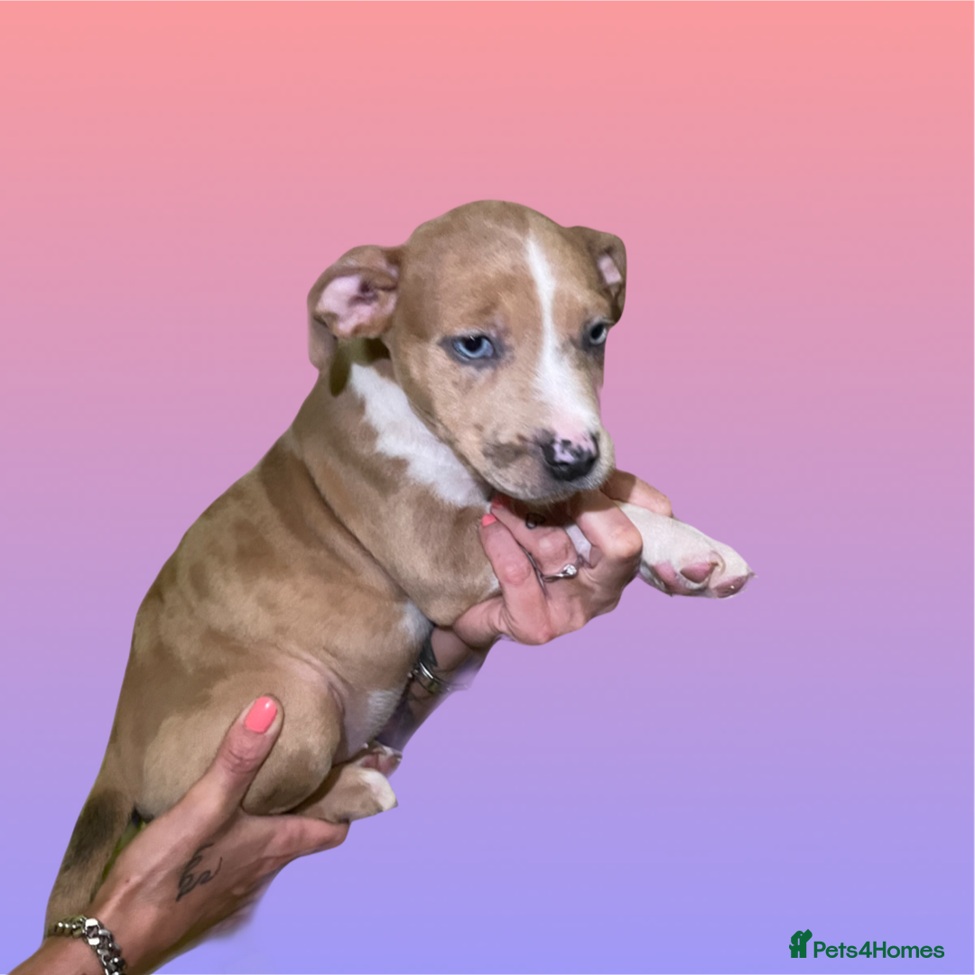 Mixed Breed dogs for sale: Ready to leave Staff x bulldog puppies  - Image 28