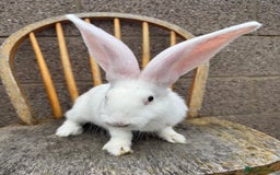 Continental Giant rabbits for sale: Pure breed continental giant female  - Image 4