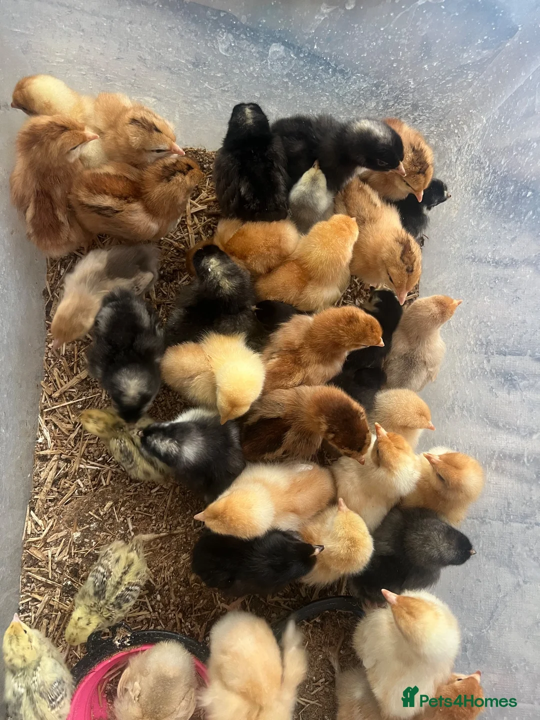 Mixed Breed birds for sale: Day old chicks available  - Advert 3