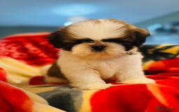 Shih Tzu dogs for sale: Shihtzu  - Image 5