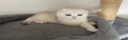 Scottish Fold cats for sale: Adorable Scottish Fold Kittens - Advert 19