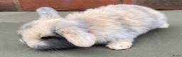 Mini Lop rabbits for sale: STUNNING PURE BRED MINI LOPS MUST SEE - Advert 25