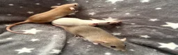 Rat rodents for sale: Baby Dwarf Dumbo Rats-Male and Female  - Advert 3