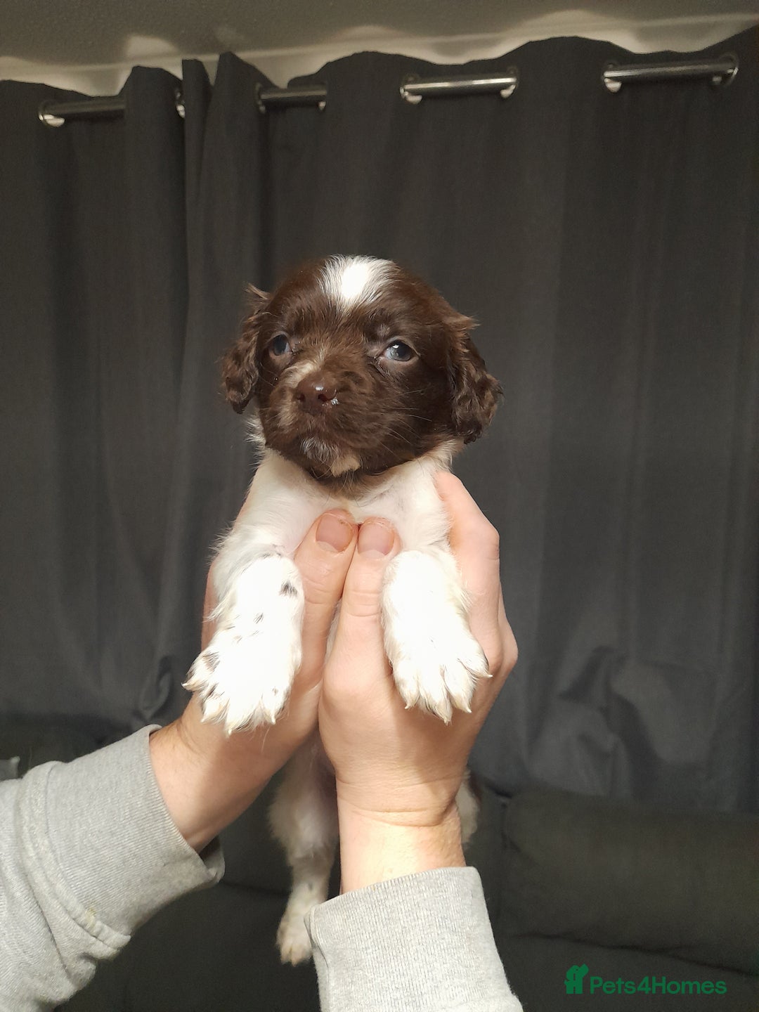 Springador dogs for sale: Springador puppys - Advert 8