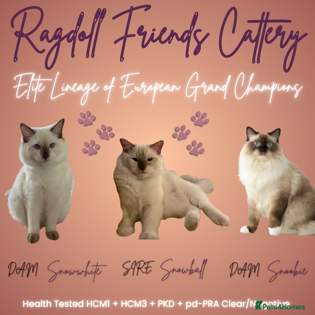 Ragdoll cats for sale: 🐱 💖 Stunning Ragdoll Kittens 💖 🐱  - Image 4
