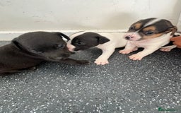 Jack Russell dogs for sale: 2 puppies for sales - Image 9
