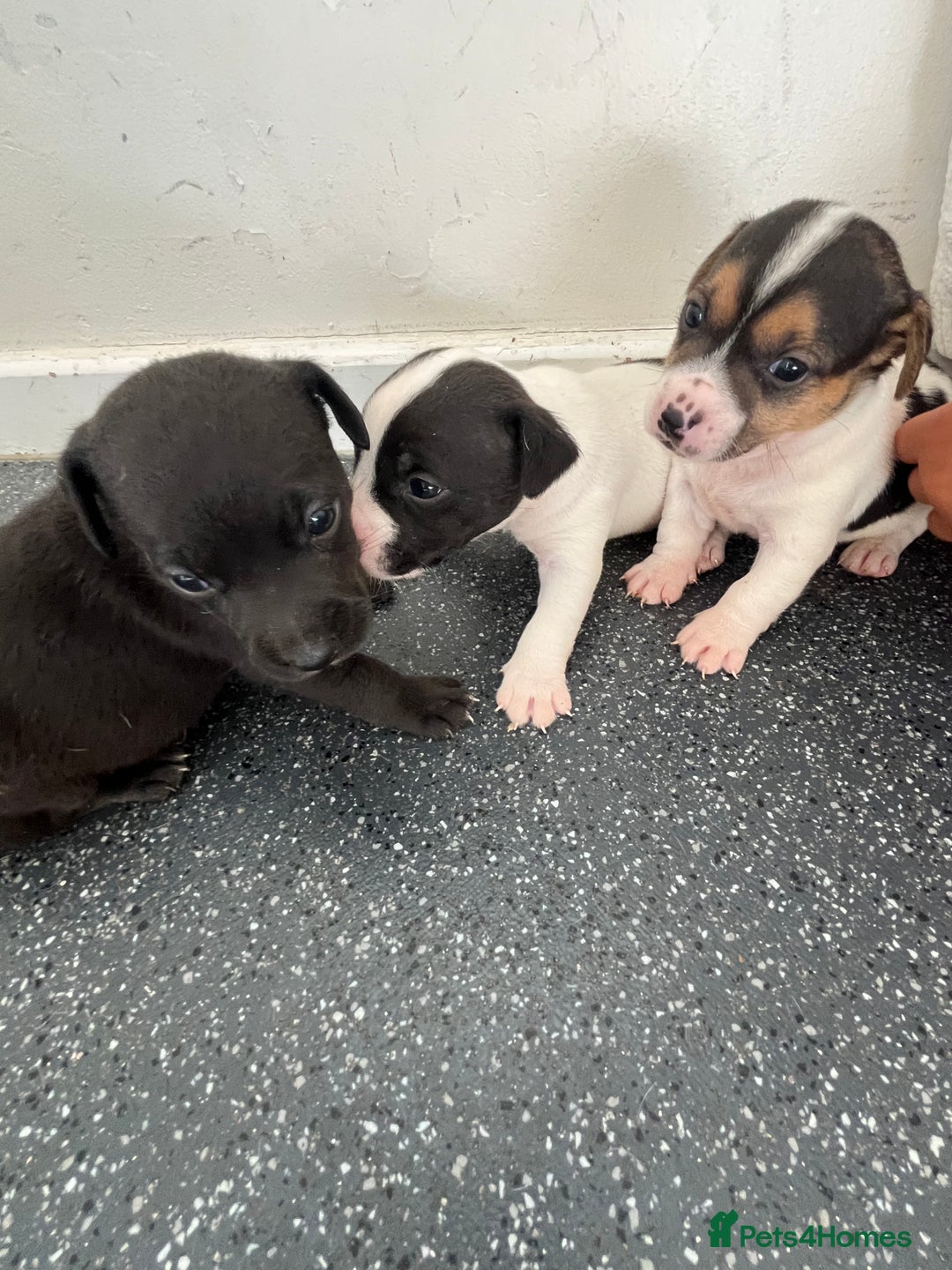 Jack Russell dogs for sale: 2 puppies for sales - Image 9