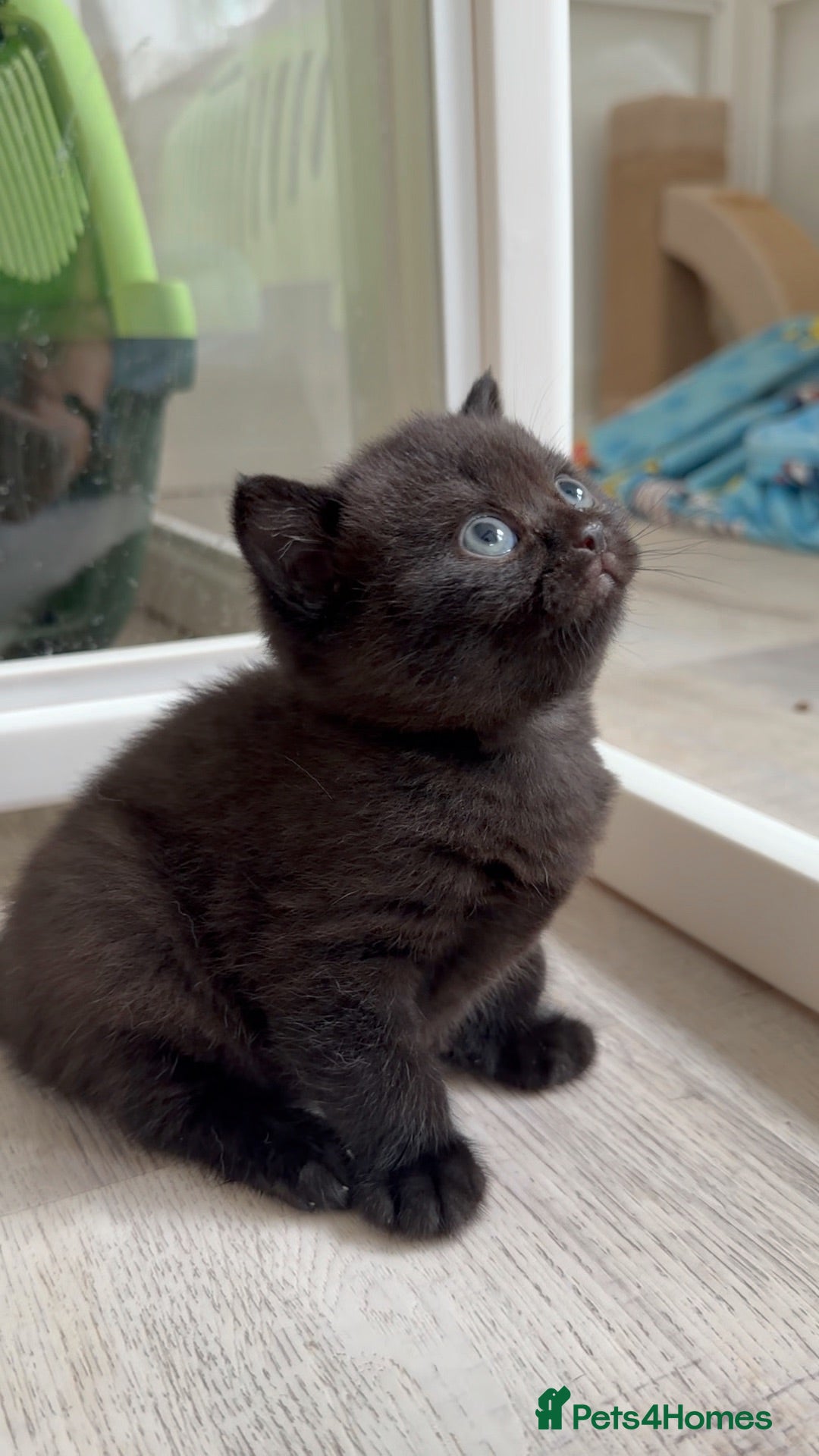 British Shorthair cats Ready now GCCF health tested British Shorthair  - Advert 1