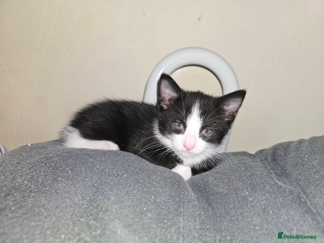 British Shorthair cats for sale: 1 boy, 2 girls for sale £50 each - Image 1