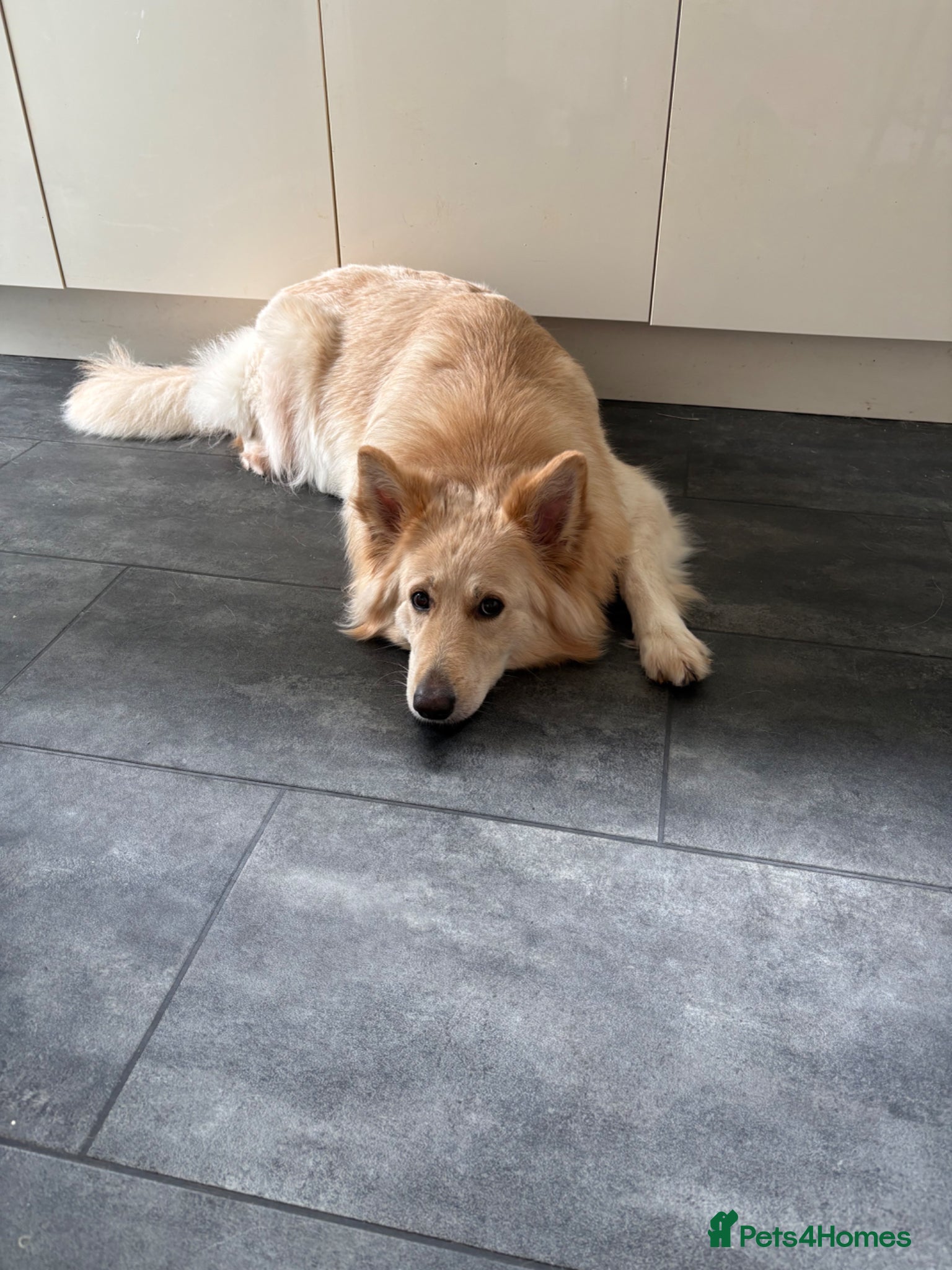 German Shepherd dogs Beautiful white German Shepherd 1st litter - Advert 2